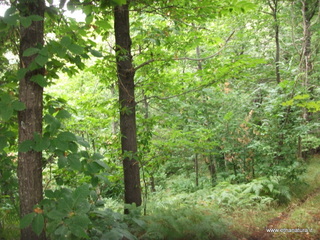 Monte Arcimis